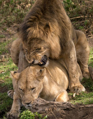 Lion Porn Captions - File:Tanzania - Lion porn (11134287413).jpg - Wikipedia