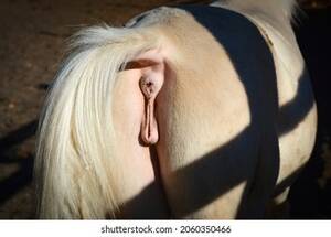 Mini Mare Pussy - Close Picture Mares Female Horse Vulva Stock Photo 1020769597 | Shutterstock