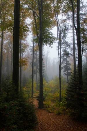 Nature Woods Porn - Mist, Woods, Trees