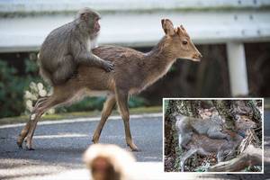 Deer Bestiality Porn - Boffins spot a randy monkey trying to have sex with two DEER - and produce  a 2,000-word study on it