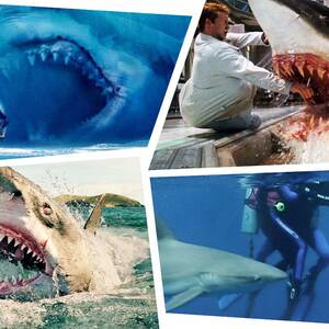 hairless nude beach movies - The 12 Best Shark Movies Since Jaws, Ranked.