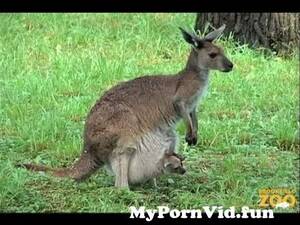 3d Kangaroo Porn - Kangaroo Kids (Joeys) at Brookfield Zoo from kanguru Watch Video -  MyPornVid.fun