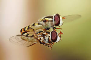 Ganguro Porn Irrumatio - Hoverflies mating in midair flight.