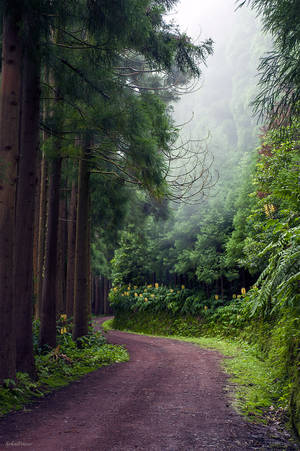 Azorean Porn - Botanical forest at Nordeste, Sao Miguel, Azores, Portugal Explore the  Beauty of the