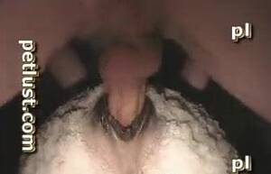 Mans Dick In Sheep Pussy - Man sticks his massive wiener in a tight anal hole of a sheep