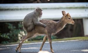 Deer Bestiality Porn - Towards a Queer Ethology 2: Who Fucked Bambi? (The Case of the Deer-Loving  Monkey)