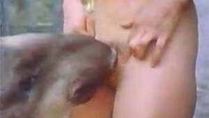 Goat Blowjob - Best Zoo Porn - All what you want from zoophilia website - Horse blowjob,  doggy fuck, goat anal sex etc