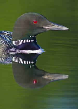 Loon Porn - Common Loon by AlaskaFreezeFrame