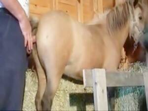 Man Fucks Mini Mare - Boy Fuck a Mini Mare - Bestialitylovers - Watch Free Porn Video