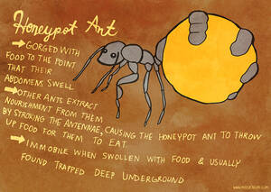 Ant Porn - Depictions of Honeypot Ants (that aren't porn) â€¢ Andrew Burchill