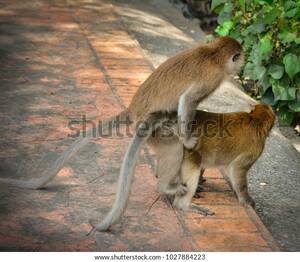 Monkeys Mating With Humans Sex - Two Monkeys Mating Out On Street Stock Photo 1027884223 | Shutterstock