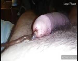 fat pee hole - Worm urethra - Extreme Porn Video - LuxureTV