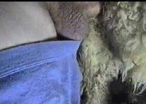 Mans Dick In Sheep Pussy - Horny man loves sticking his dick in the sheep's ass