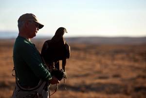 Golden Eagle Porn - Scott Simpson and Maggie, his golden eagle, look out over the landscape  while hunting rabbits Sunday, Oct. 14, 2012 north of Casper.